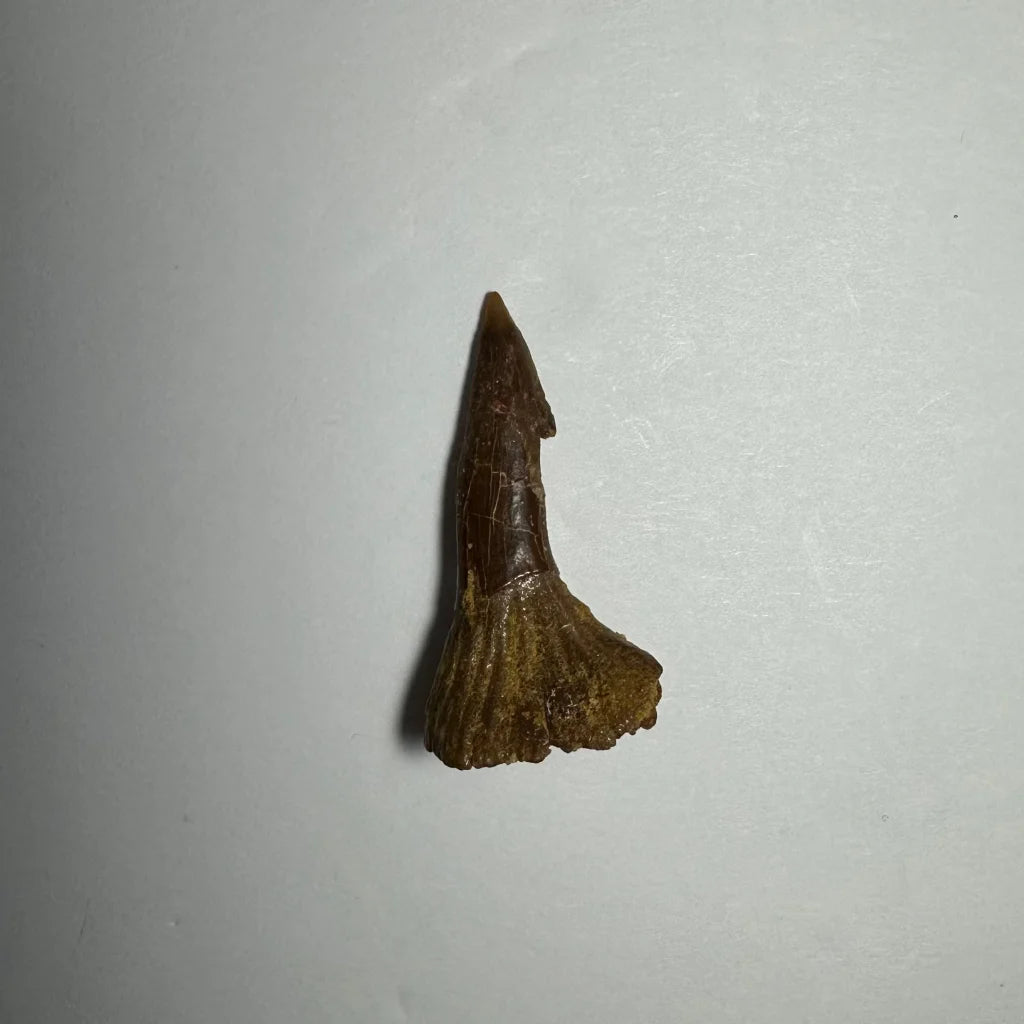 Dark brown Onchopristis barb tooth fossil from Morocco
