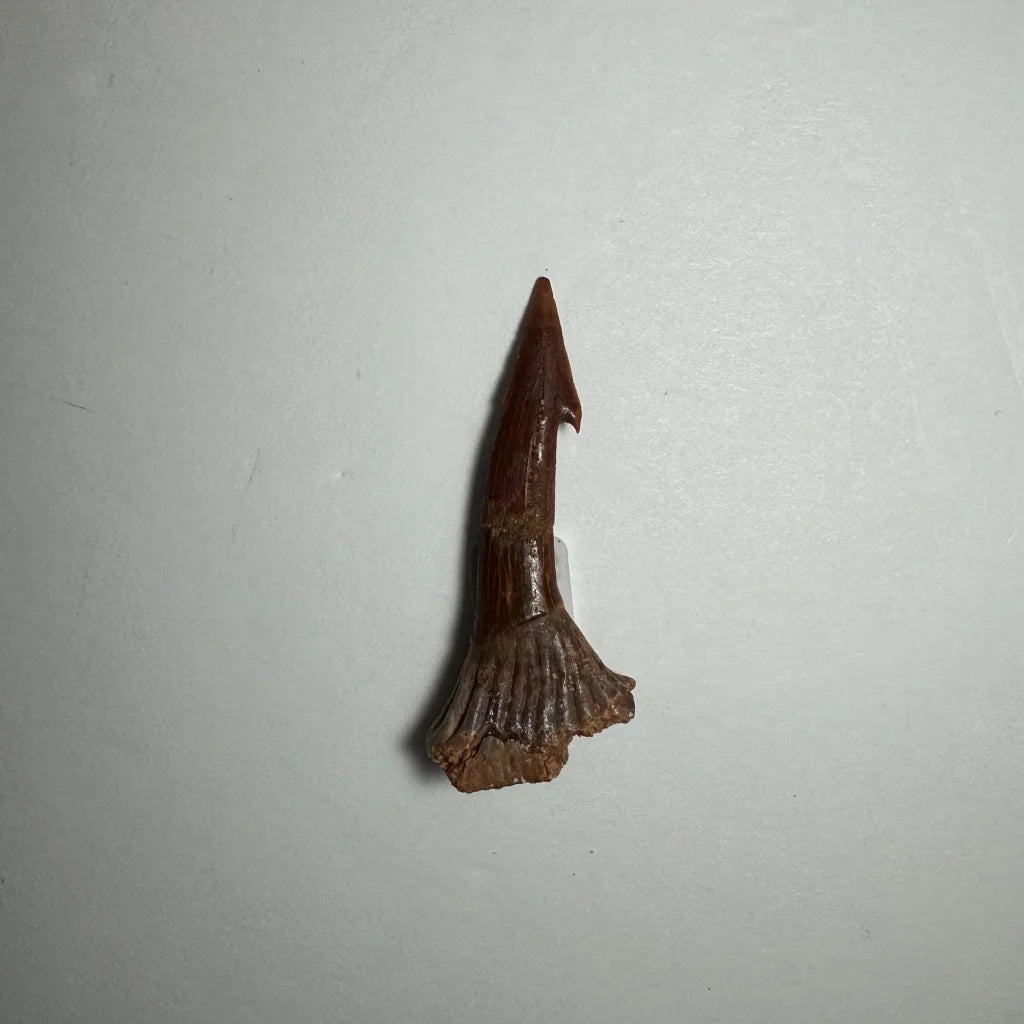 Dark brown fossilized Onchopristis barb tooth from Morocco