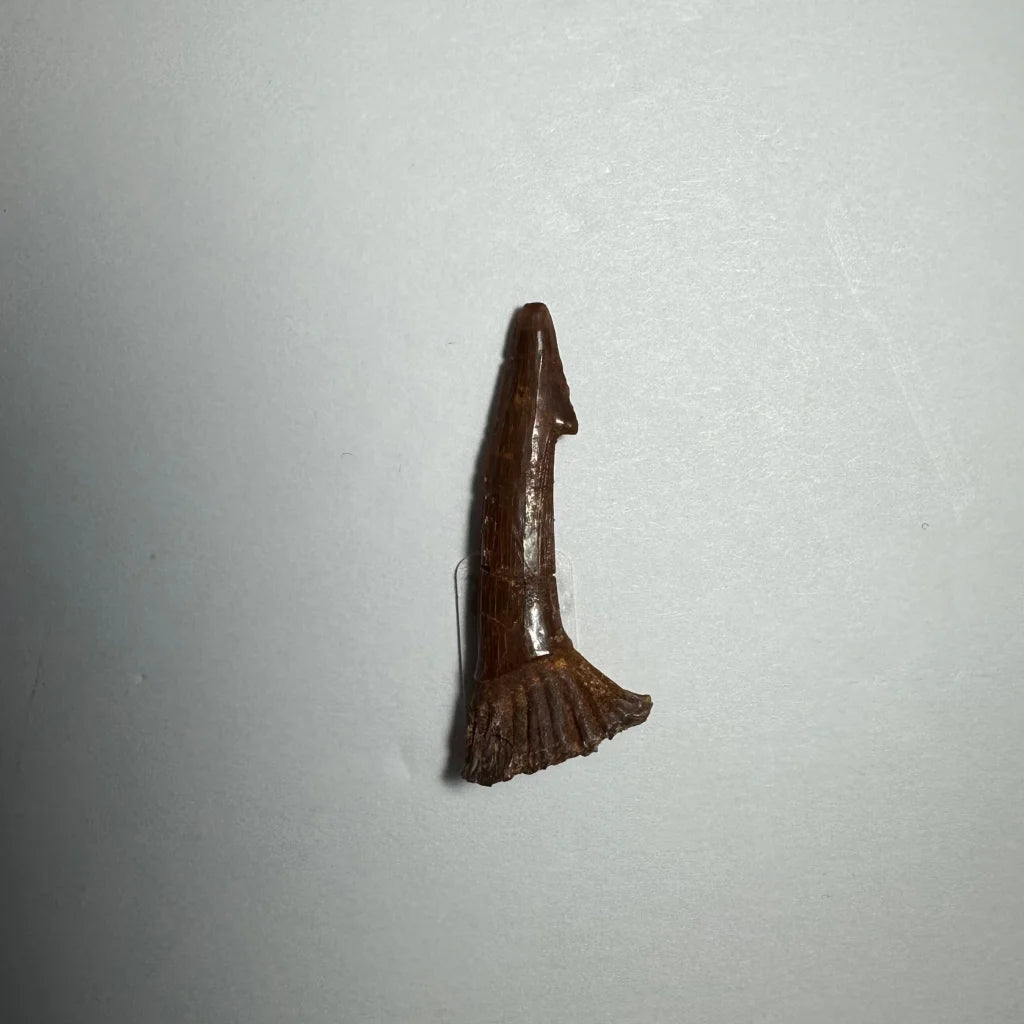 Dark brown serrated barb tooth fossil from Ancient Onchopristis, Morocco