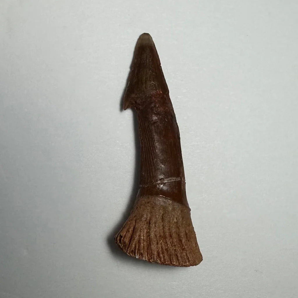 Fossilized barb tooth of Ancient Onchopristis from Morocco