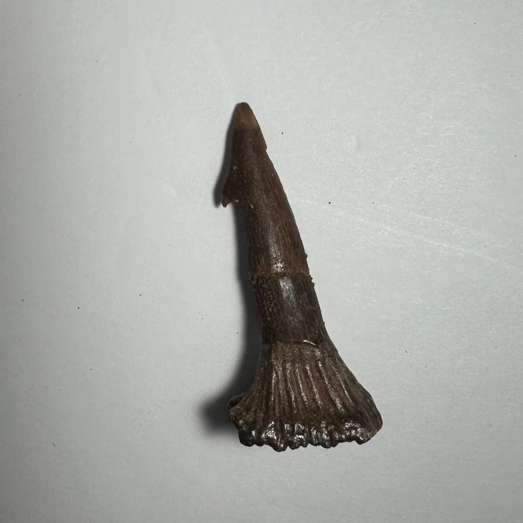 Dark brown Onchopristis barb tooth fossil from Morocco with pointed tip