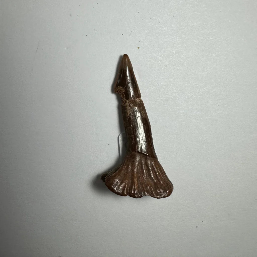Dark brown Onchopristis barb tooth fossil from Morocco with pointed tip