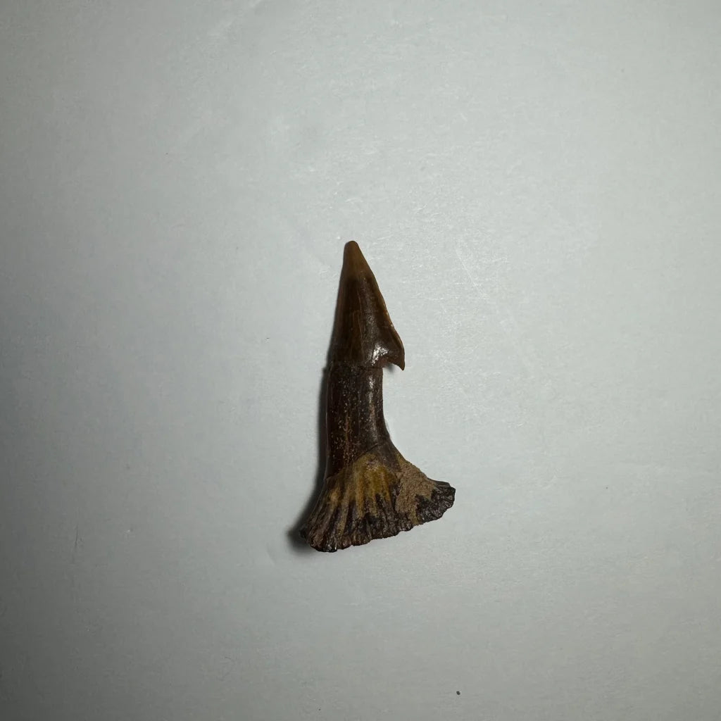 Dark brown fossilized Onchopristis barb tooth from Morocco