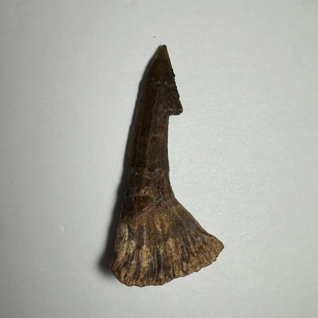 Dark brown Onchopristis barb tooth fossil from Morocco