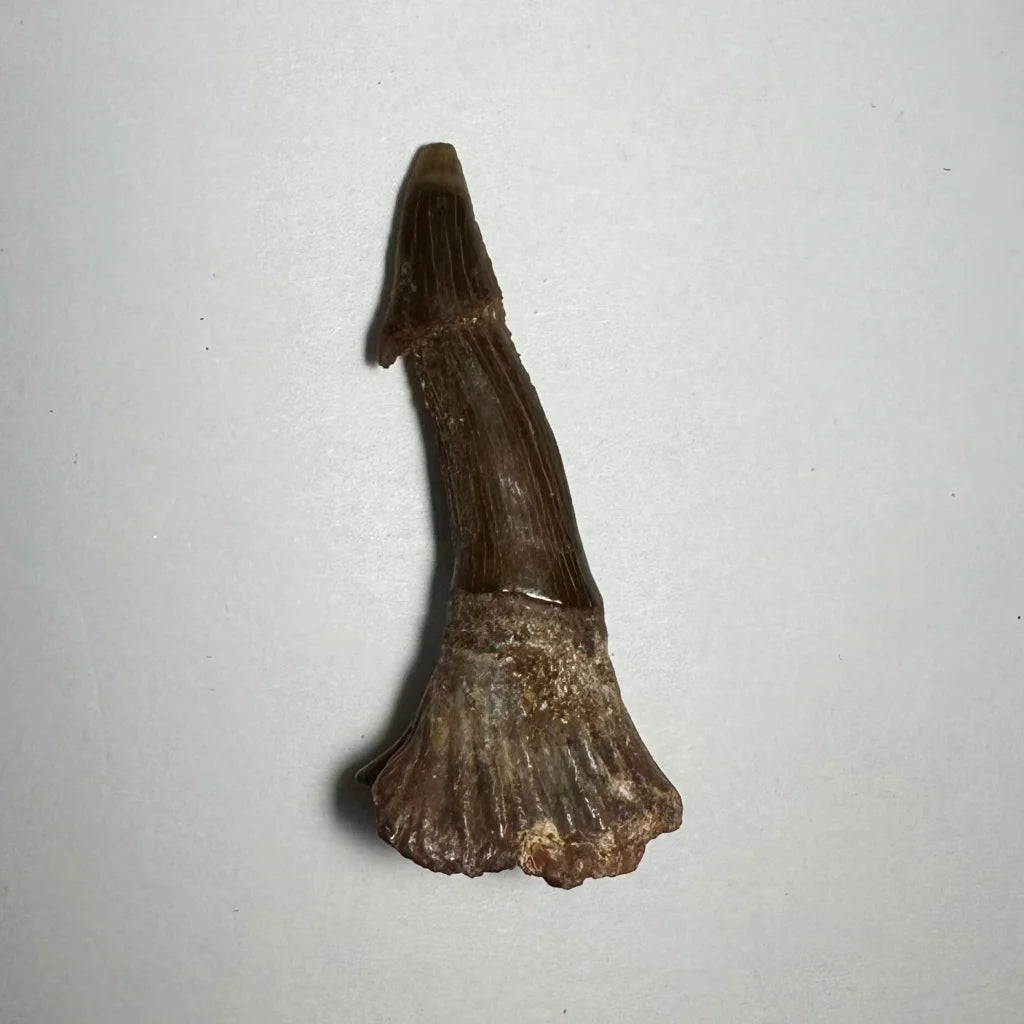 Dark brown Onchopristis barb tooth fossil from Morocco with ridges