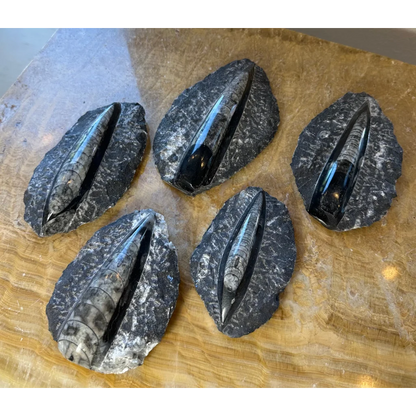 Five black orthoceras fossils in glossy black limestone from Morocco