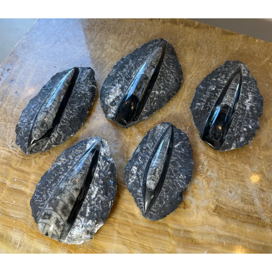 Five black orthoceras fossils in glossy black limestone from Morocco