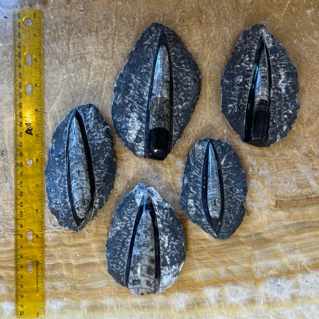 Four dark speckled orthoceras fossils in black limestone from Morocco