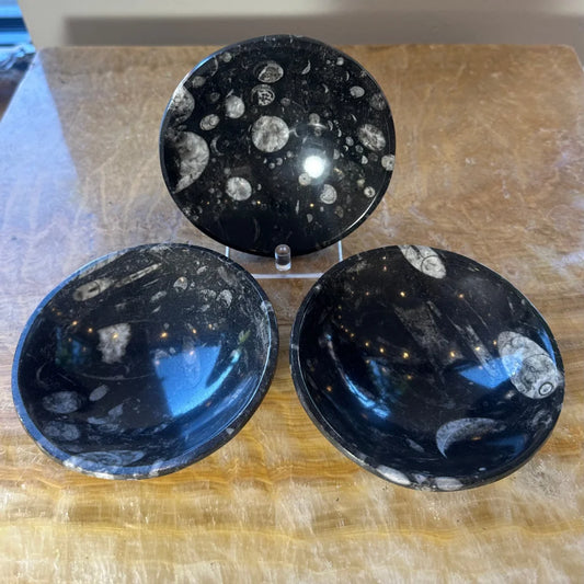 Polished black limestone bowl with orthoceras fossils from Atlas Mountains