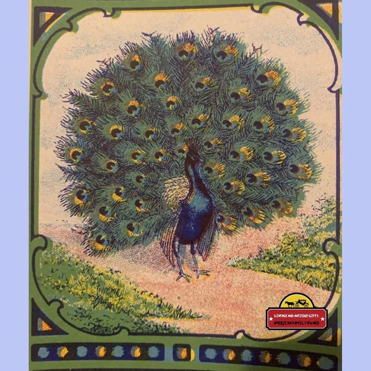 Colorful Peacock displaying tail feathers on Rare Antique Peacock Broom Label