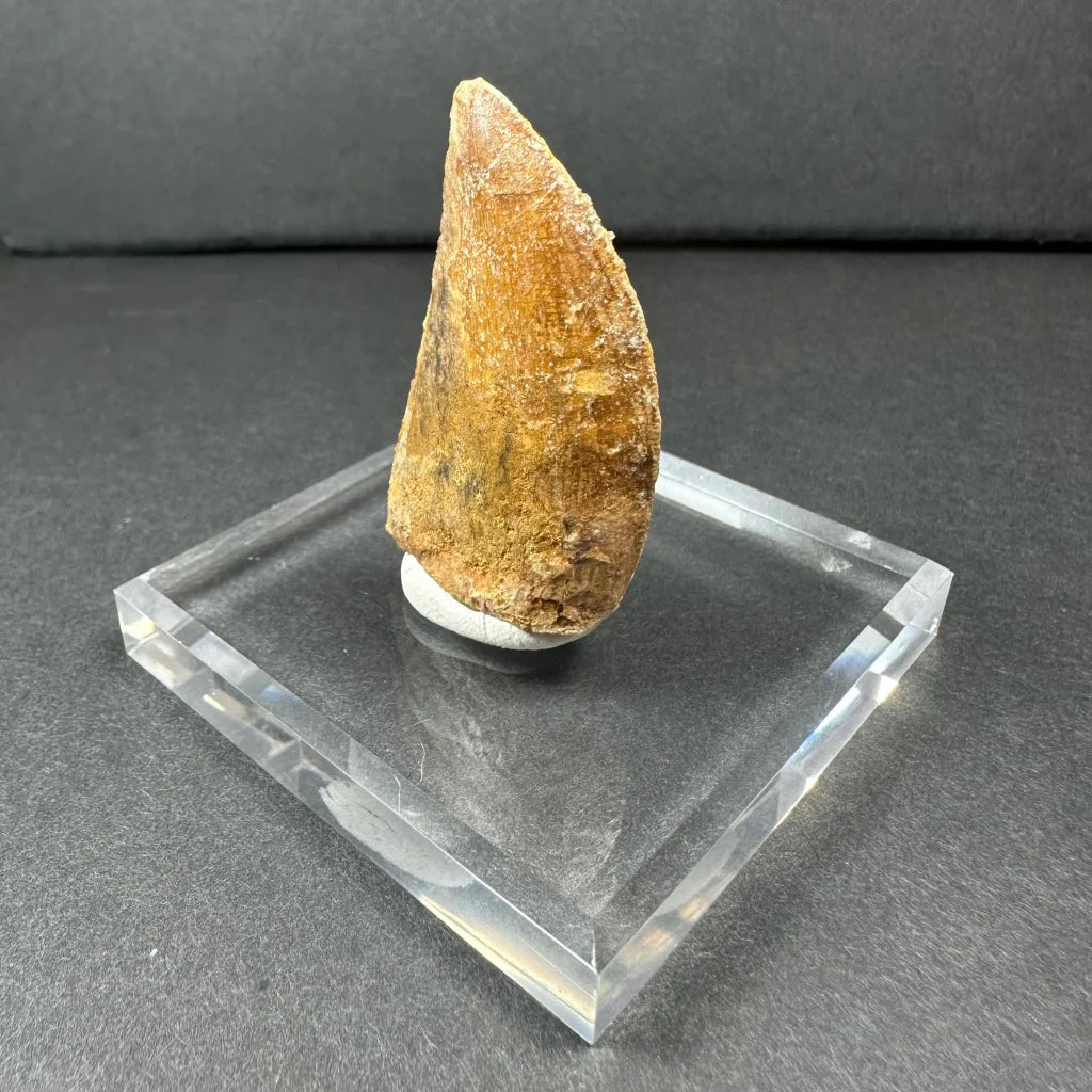 Authentic Carcharodontosaurus tooth fossil from ancient Africa