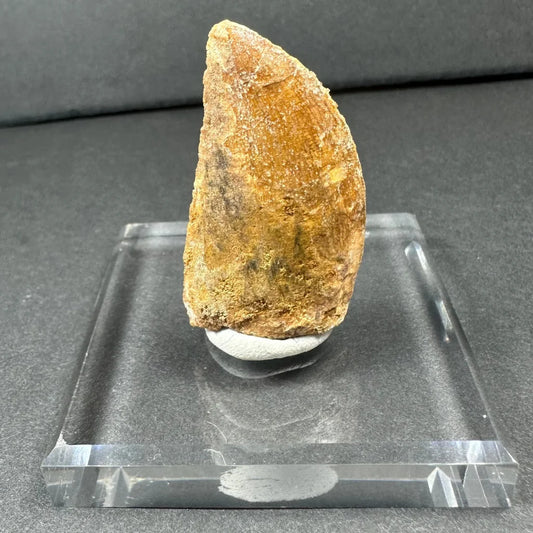 Rugged amber Carcharodontosaurus tooth fossil from ancient Africa