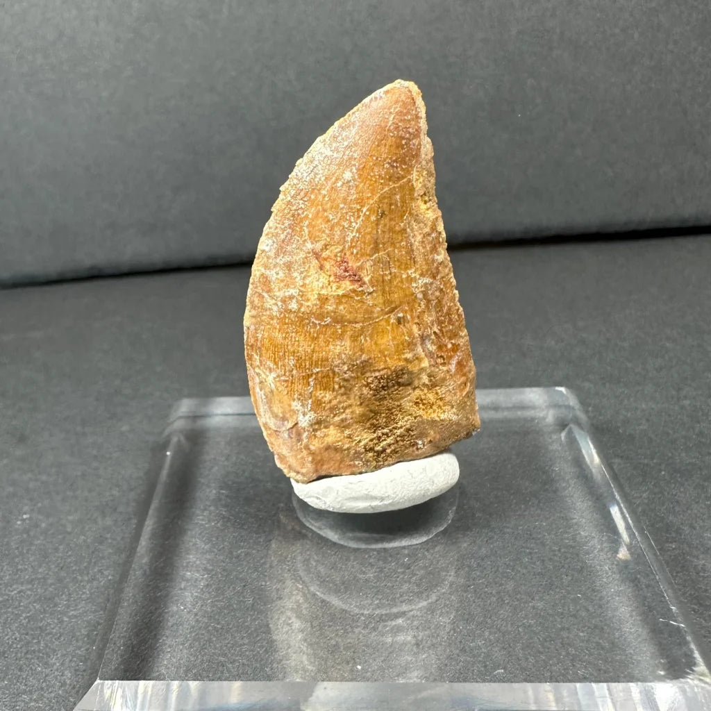Authentic Carcharodontosaurus tooth fossil from ancient Africa