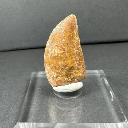 Authentic Carcharodontosaurus tooth fossil from ancient Africa