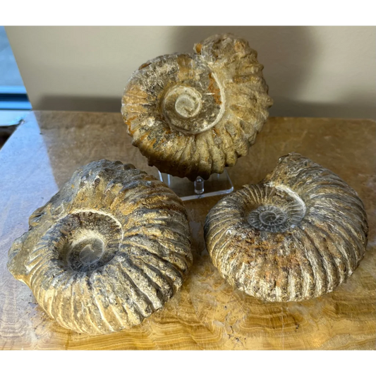 Three authentic Cretaceous ammonite fossils from Morocco