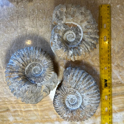 Three grayish-blue ammonite fossils from Cretaceous Morocco with yellow ruler