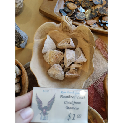 Turtle shell bowl with fossilized tooth coral pieces