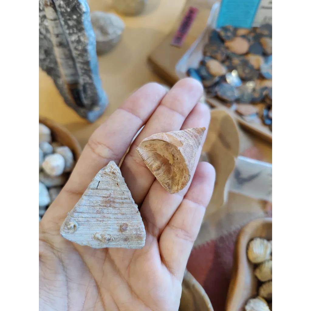 Hand holding authentic Moroccan fossilized tooth coral shells