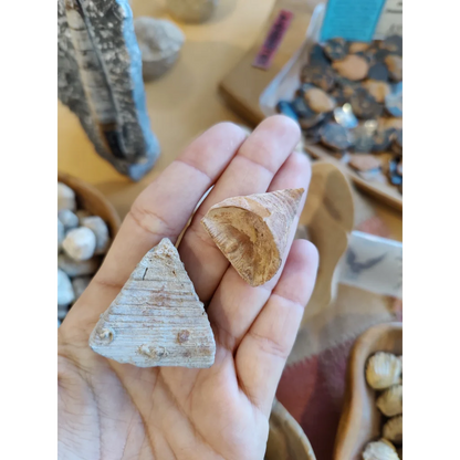 Hand holding authentic Moroccan fossilized tooth coral shells
