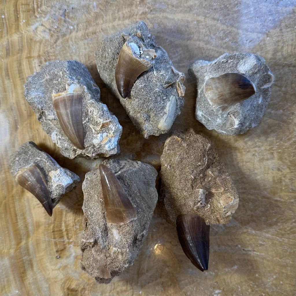 Authentic Mosasaur Tooth Fossil from Morocco in Gray Rock