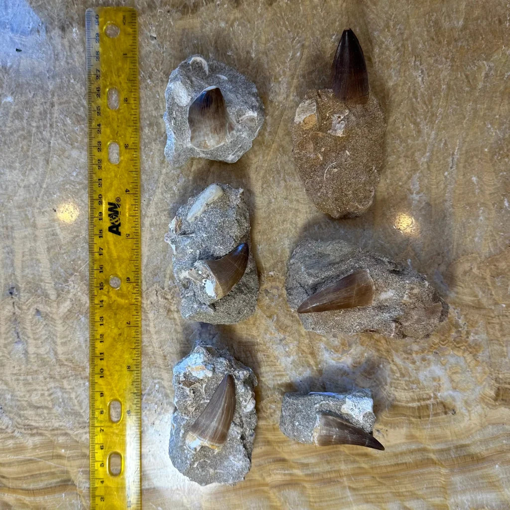 Authentic mosasaur tooth fossil from Morocco in gray rock matrix