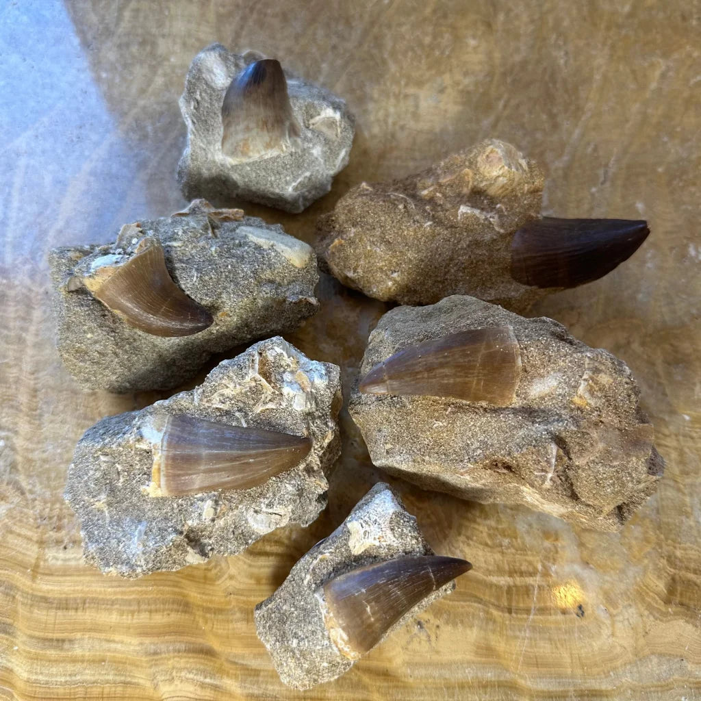 Authentic Mosasaur Tooth Fossil from Morocco in rugged rock