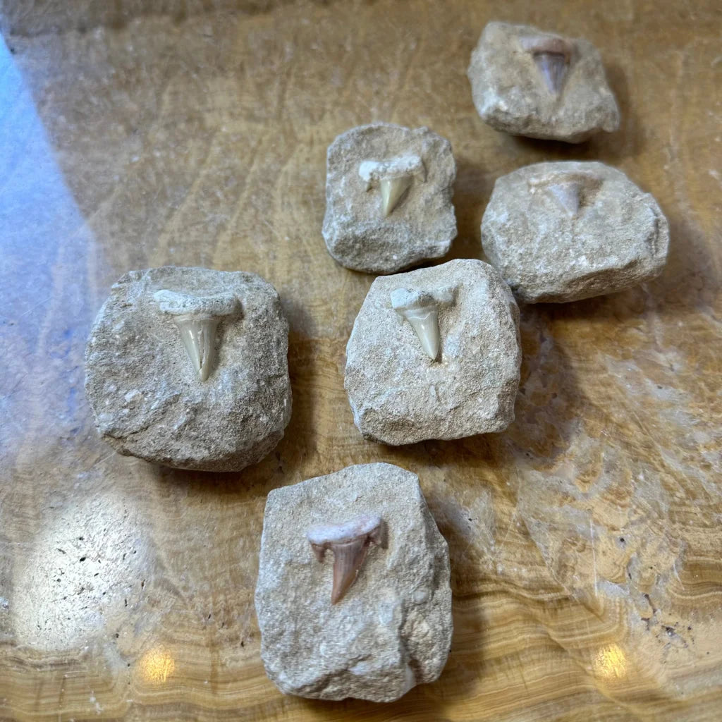 Authentic Otodus obliquus shark tooth fossil in gray rock