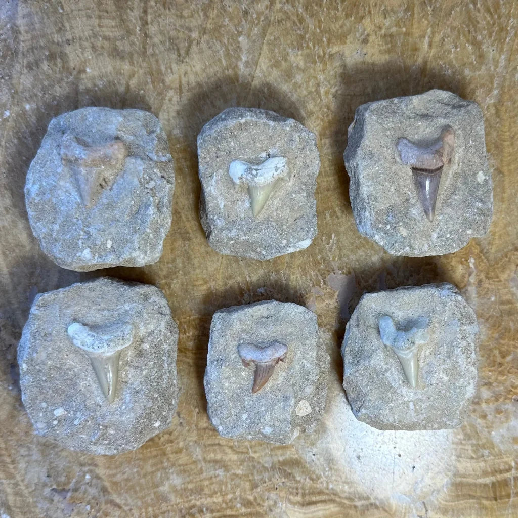 Six authentic Otodus obliquus shark tooth fossils in gray slabs