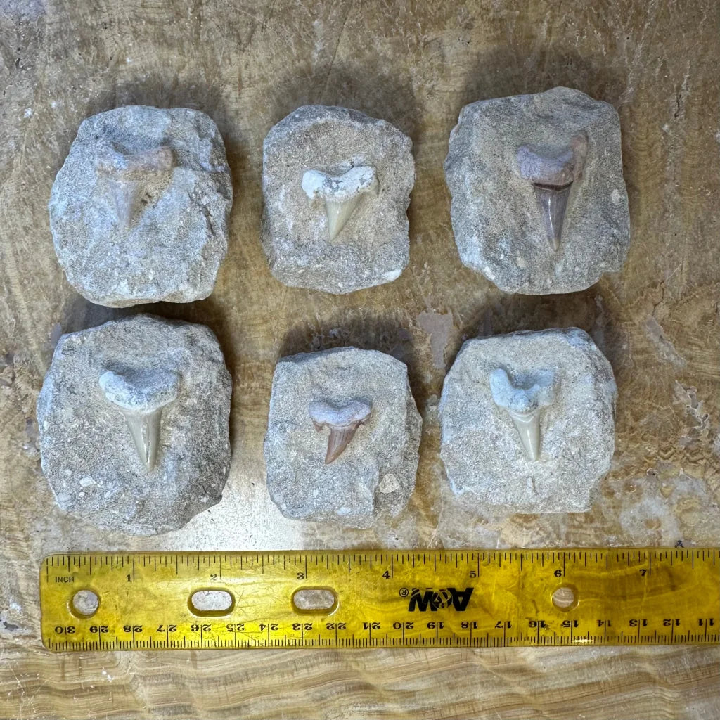 Six authentic Otodus obliquus shark tooth fossils from Morocco