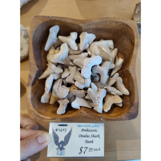 Pale fossilized otodus shark teeth in rustic wooden bowl from Morocco