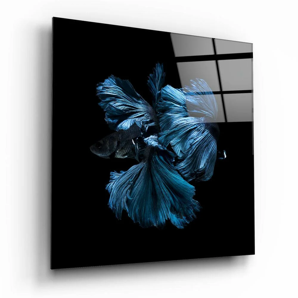 Stunning blue betta fish with flowing fins on black glass wall art panel