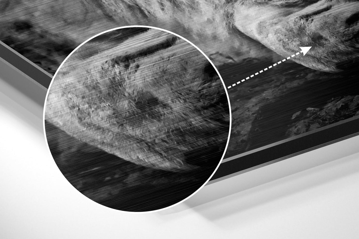 Black and White Resting Lion Brushed Aluminium Dibond Wall Art
