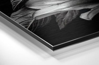 Monochrome Lilies Golden Leaves Brushed Aluminium Dibond Wall Art