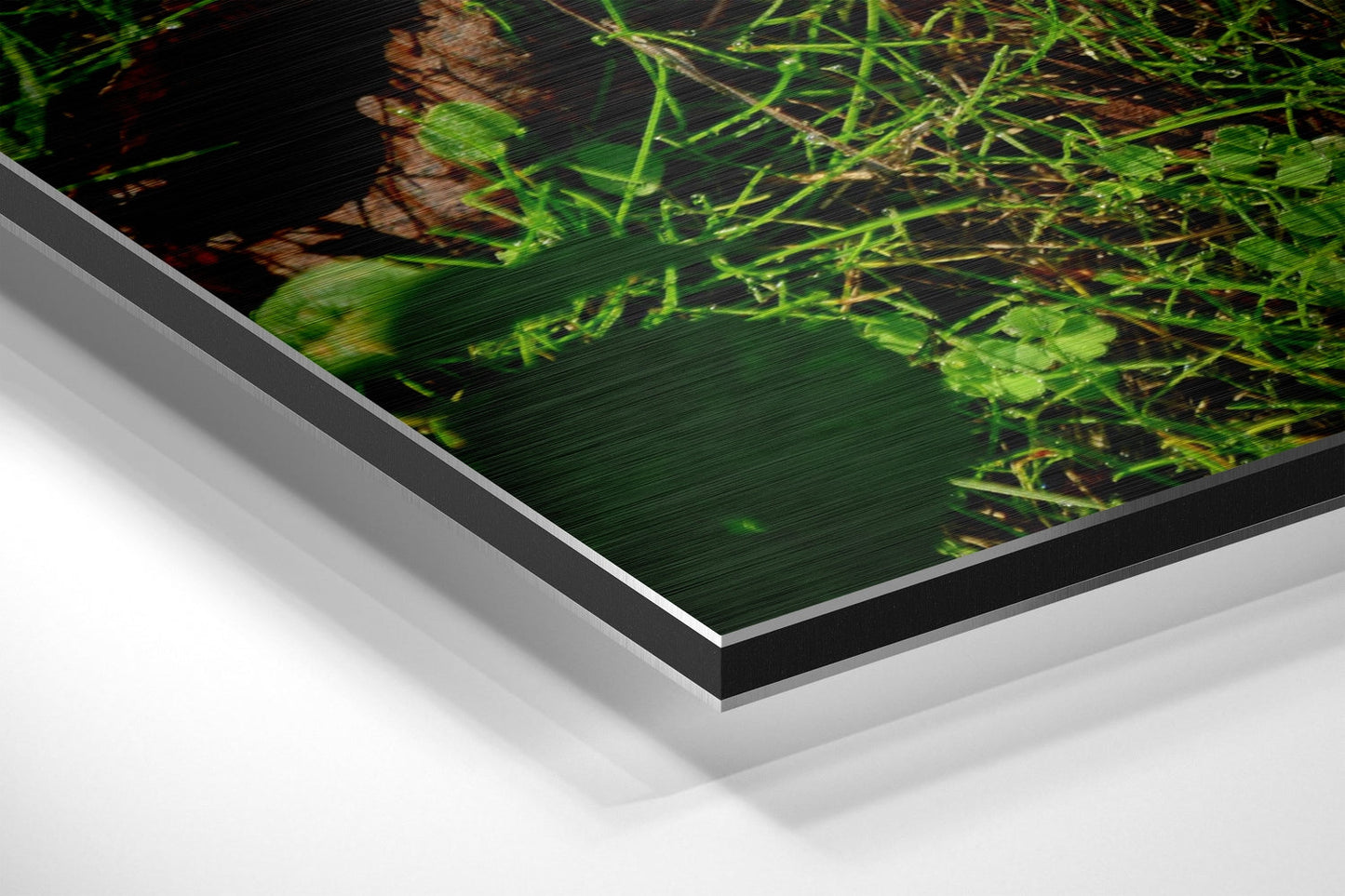 Angled perspective view of Dibond wall art showing layered black and white mounting edges with vibrant green aquatic plants photograph on display.