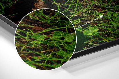 Close-up magnified view of green aquatic plants and brown soil with circular magnifying glass overlay highlighting textured detail.