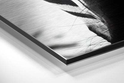 Zebra Face Front Stripes Close Up Brushed Aluminium Dibond Wall Art