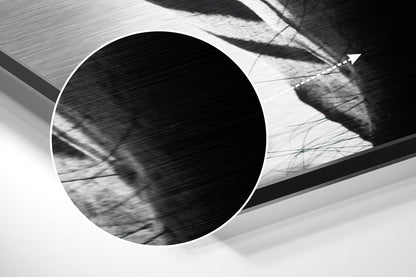 Zebra Face Front Stripes Close Up Brushed Aluminium Dibond Wall Art