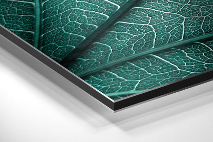 Teal Green Leaf Veins Macro Brushed Aluminium Dibond Wall Art