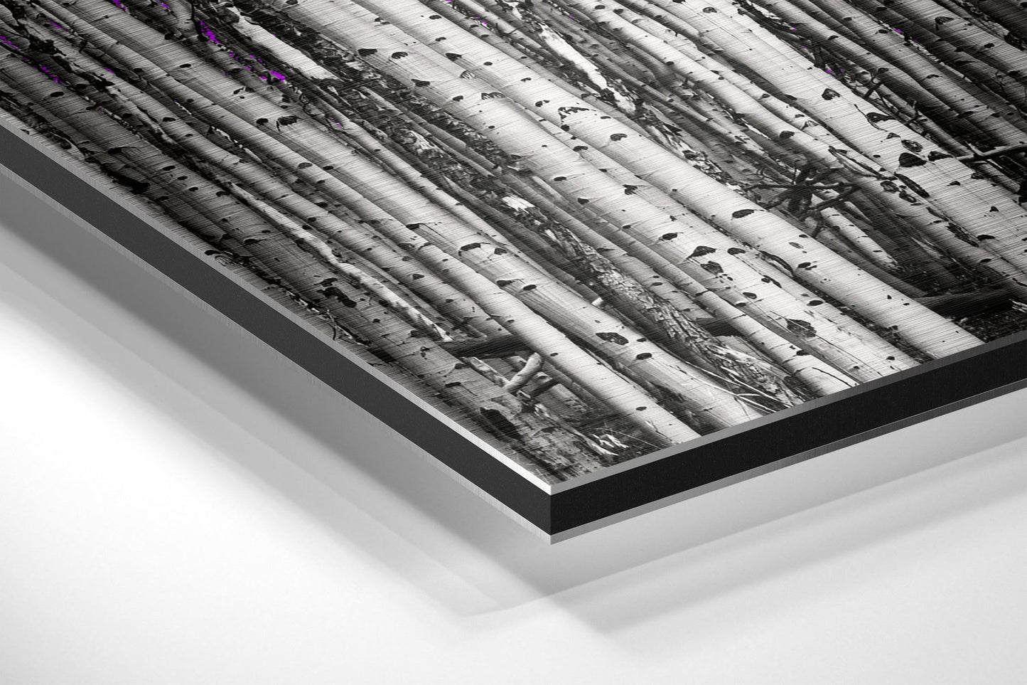 White Birch Trunks With Purple Leaves Brushed Aluminium Dibond Wall Art