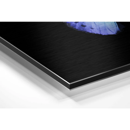 Vibrant blue butterfly on brushed aluminium dibond print