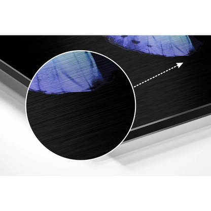 Stunning blue butterfly on brushed aluminium dibond print in black textured frame with blue gradient