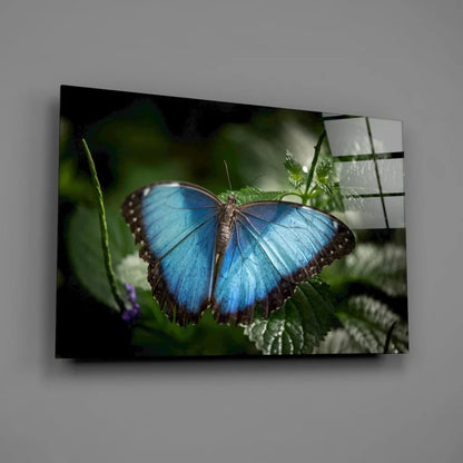 Vibrant blue morpho butterfly glass wall art on black-framed canvas print