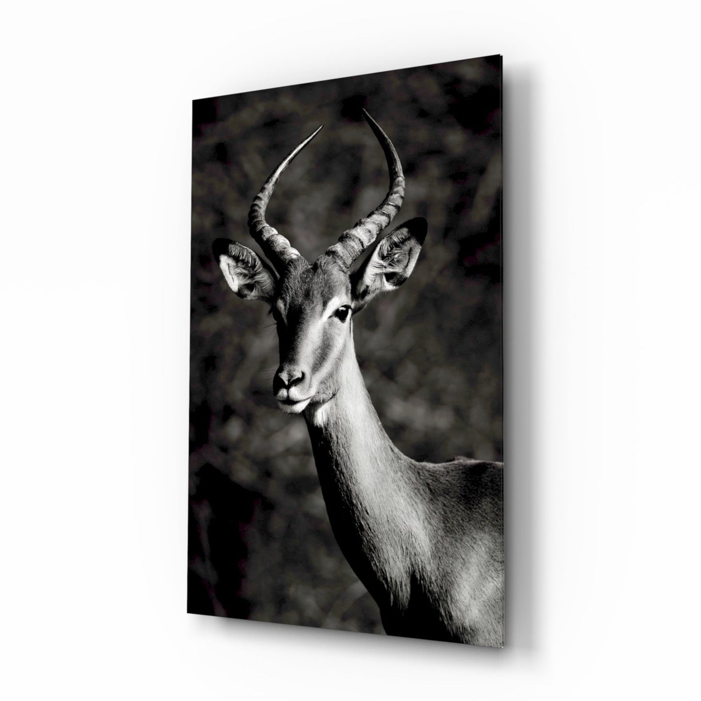 Black and White Impala Portrait Glass Wall Art