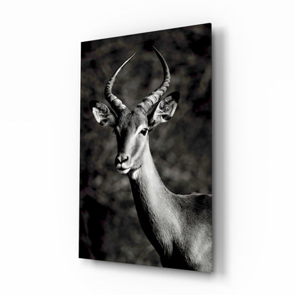 Black and White Impala Portrait Glass Wall Art