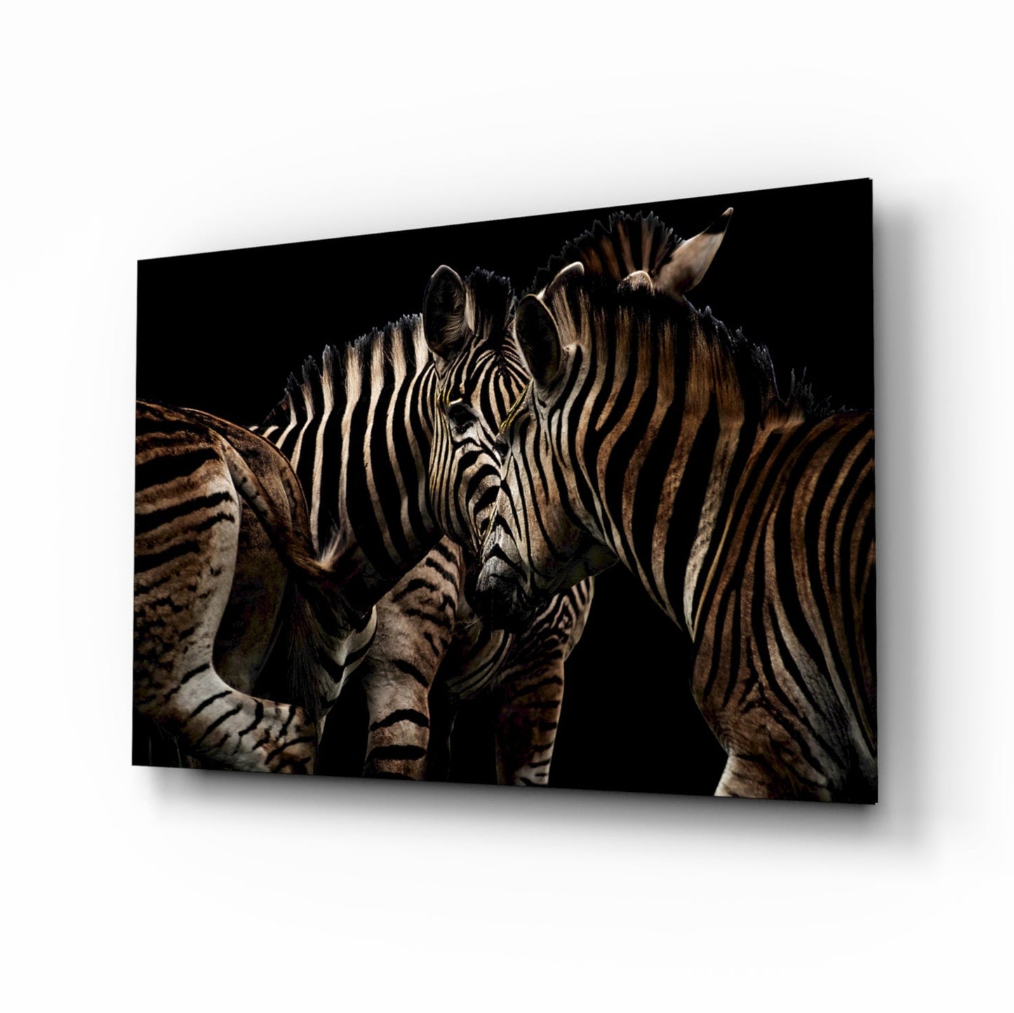 Nuzzling Zebra Pair Glass Wall Art