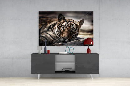 Resting Sepia Tiger Glass Wall Art