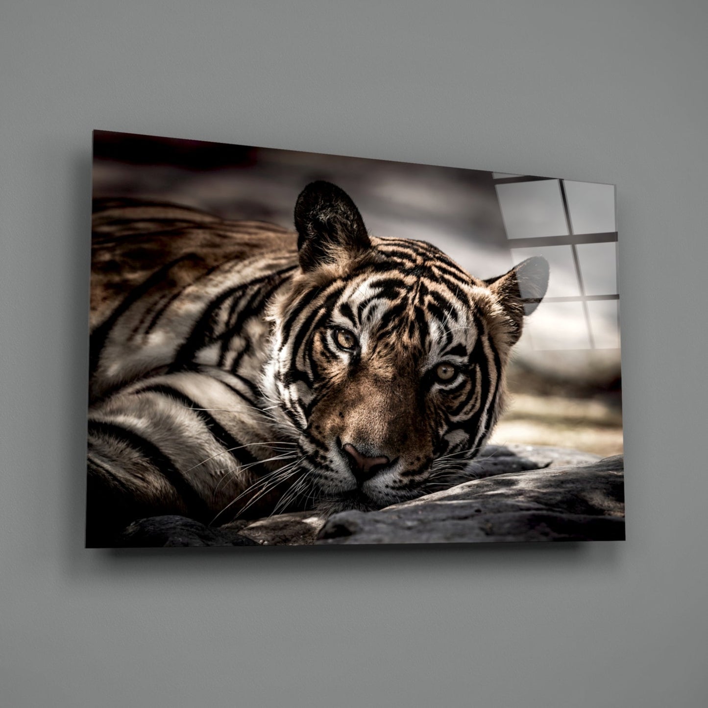 Resting Sepia Tiger Glass Wall Art