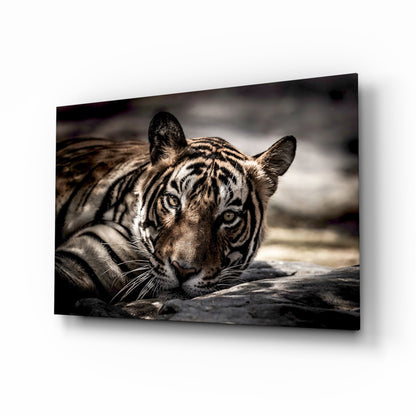 Resting Sepia Tiger Glass Wall Art