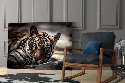Resting Sepia Tiger Glass Wall Art