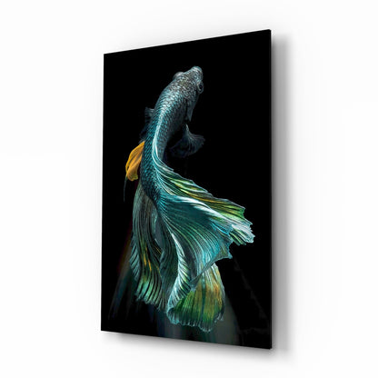 Teal and Gold Betta Fish on Black Glass Wall Art